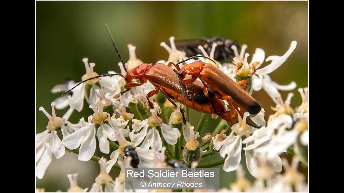 01_Red Soldier Beetles_Anthony Rhodes